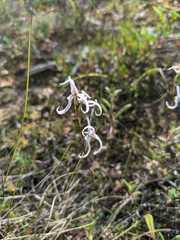 Disa biflora