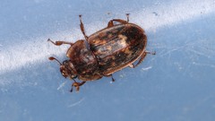 Soronia punctatissima