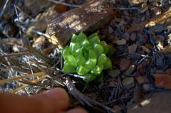 Haworthia
