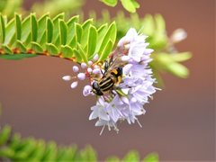 Helophilus antipodus