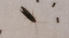 Neureclipsis bimaculata