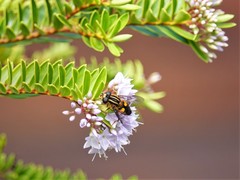 Helophilus antipodus