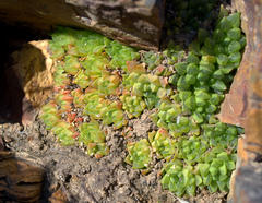 Haworthia