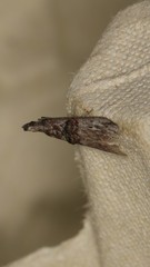 Nephopterix angustella