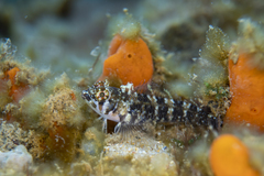 Clarke's Triplefin photo 2