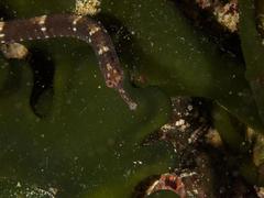 Syngnathus temminckii