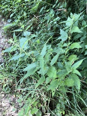 Urtica dioica