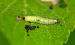 Pamphilioidea