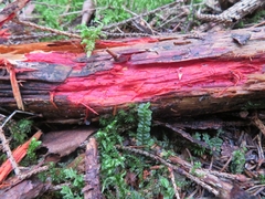 Phanerochaete sanguinea