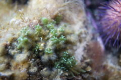 Caulerpa geminata