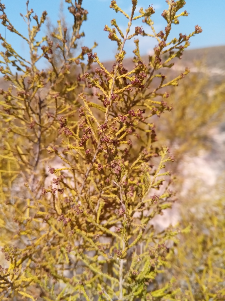 Erica cryptoclada