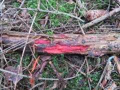Phanerochaete sanguinea