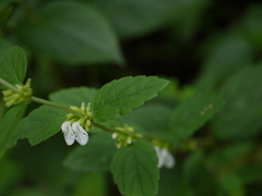 Leucas decemdentata