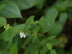 Leucas decemdentata