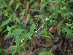 Leucas decemdentata