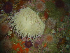 Pseudactinia flagellifera