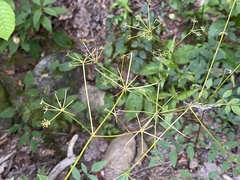 Angelica venenosa