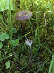 Arrhenia philonotis