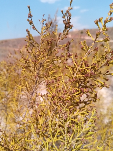 Erica cryptoclada image