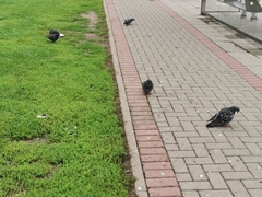 Columba livia domestica