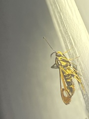 Synanthedon arkansasensis