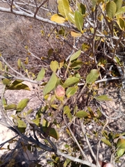 Gardenia rutenbergiana subsp. australis image