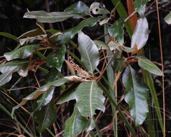 Croton insularis
