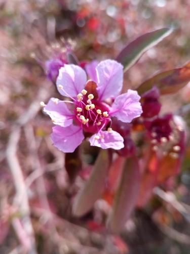 Koehneria madagascariensis