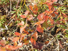 Betula nana