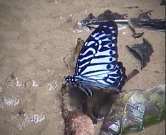 Graphium delessertii