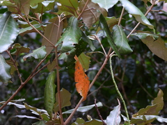 Croton insularis