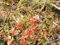 Betula nana