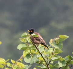 Acridotheres tristis