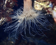 Sagartiogeton undatus