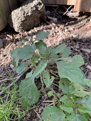 Solanum nigrum