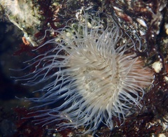 Sagartiogeton undatus