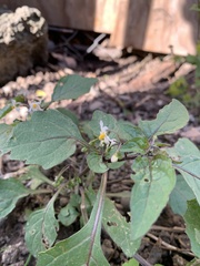 Solanum nigrum