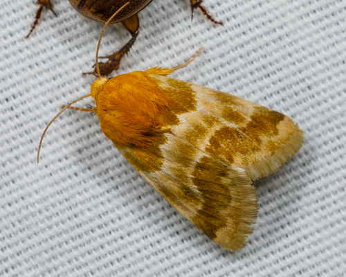 Alluring Schinia Moth photo 4