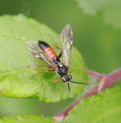 Tenthredopsini