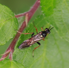Tenthredopsini