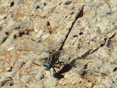 Paragomphus cognatus