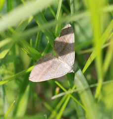 Scotopteryx