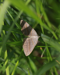 Scotopteryx