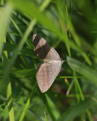 Scotopteryx
