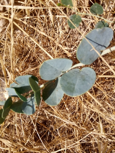Image of Capparis zoharyi by (c) Karim Haddad, some rights reserved (CC BY)
