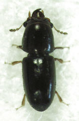 Octotemnus dilutipes