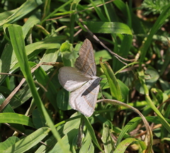 Scotopteryx