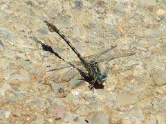 Paragomphus cognatus