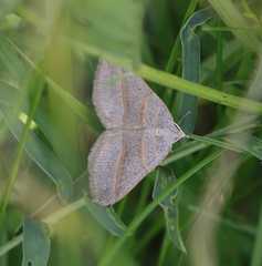 Scotopteryx