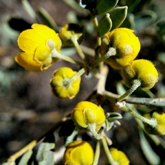 Senna artemisioides coriacea